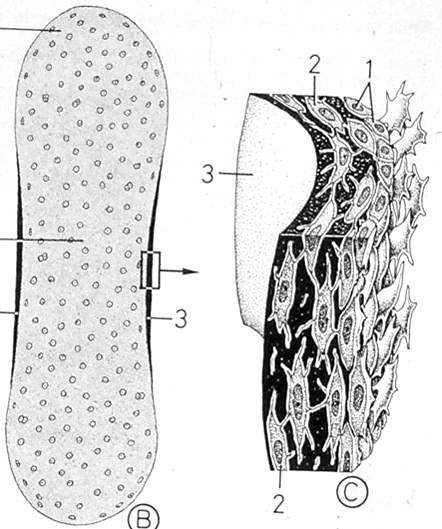 Ossificazione periostale (modalità diretta) Le cellule più interne del pericondrio (mesenchimali) si