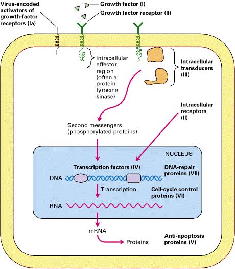 Fattori di crescita Recettori per i fattori di crescita Proteine coinvolte trasduzione del segnale Fattori di trascrizione Proteine