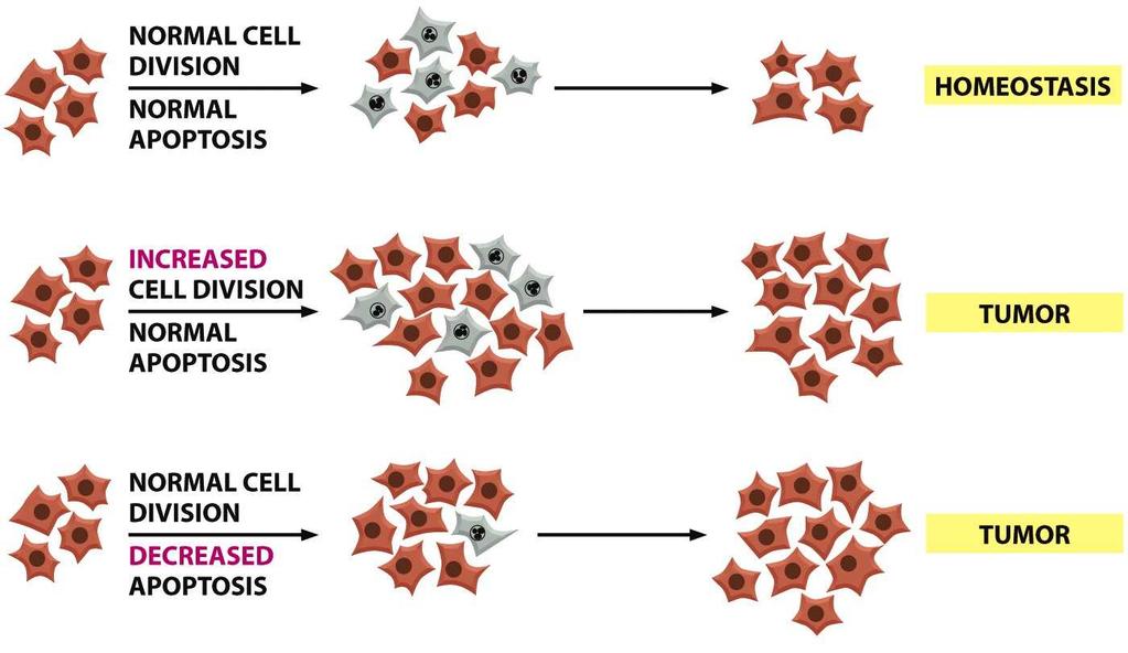 Figure 20-14 Molecular Biology of