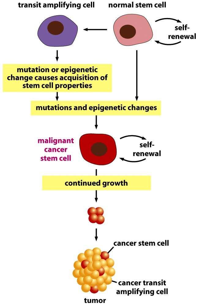 Figure 20-16 Molecular Biology of