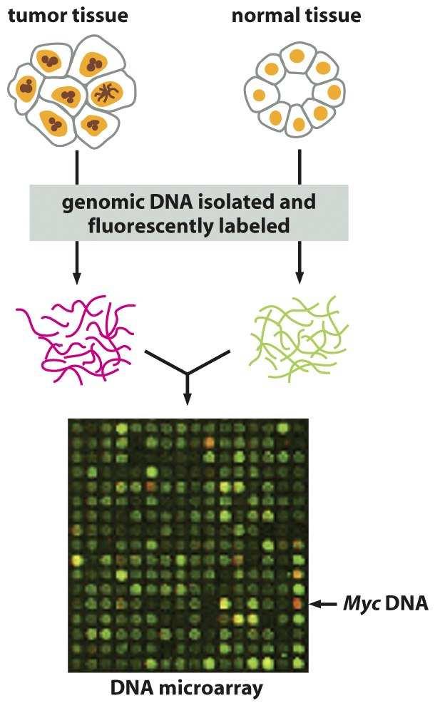 Figure 20-35a Molecular Biology of