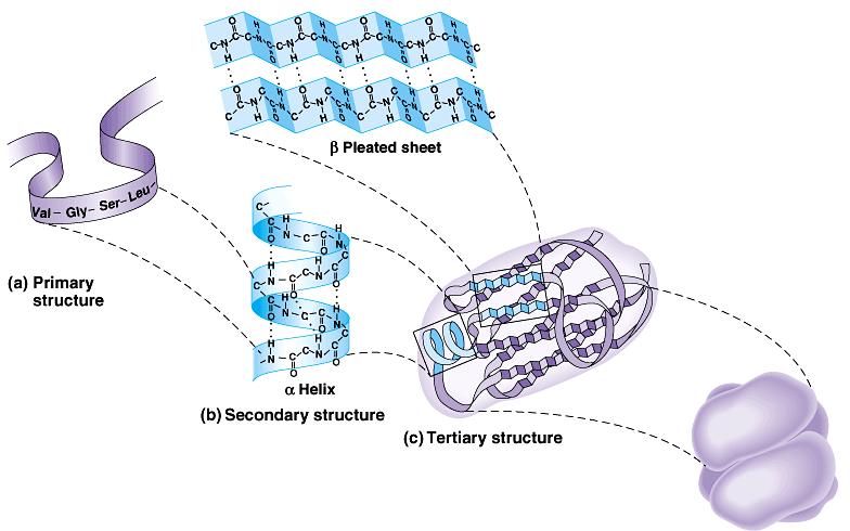 Quattro livelli strutturali determinano la forma di una proteina Primaria: sequenza lineare degli amino acidi Secondaria: organizzazione di parti della catena