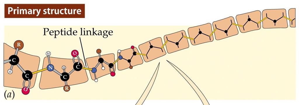 Sequenza degli aminoacidi, cioè l ordine con cui si succedono nella catena polipeptidica La sequenza degli aa