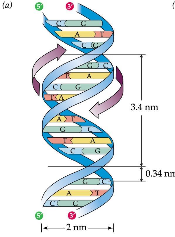 Il DNA nativo è una doppia elica di catene antiparallele complementari La struttura è stabilizzata da: 1.