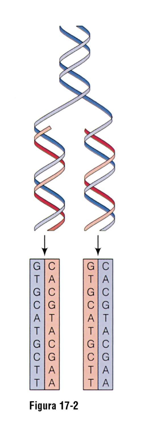 Il modello di replicazione del DNA