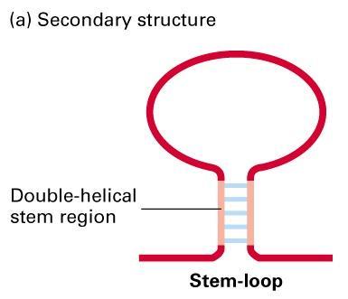 La struttura dell RNA
