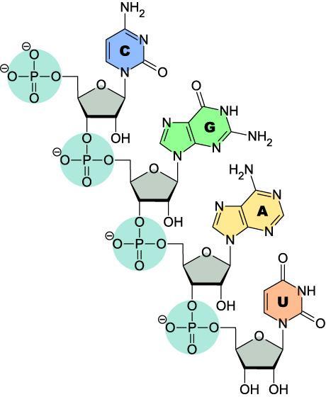 nucleotidi legati tra