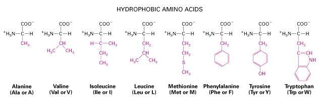 Amino acidi