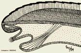 lass. Scaphopoda (scafopodi) onchiglia a forma di zanna, aperta ad entrambe le estremità. Es. Dentalium! lass. ephalopoda (cefalopodi) onchiglia esterna presente nei nautili.