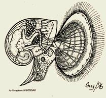 Macchie oculari! Occhi dei cefalopodi (converso) nei gasteropodi alla base o all apice dei tentacoli. Riproduzione!