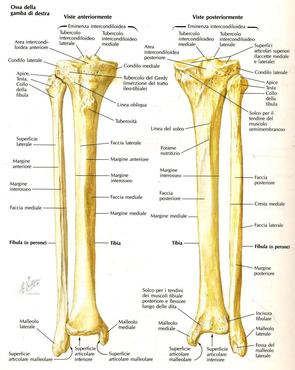 Cavità glenoidee della tibia, eminenza