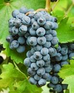 Udine ed hanno dato corso ad una stretta collaborazione con l Università di Udine per la valutazione dei vitigni resistenti già ottenuti
