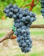 Attualmente sono stati iscritti al Registro Nazionale Italiano delle varietà di vite e protetti da brevetto 10 nuovi vitigni: Fleurtai,
