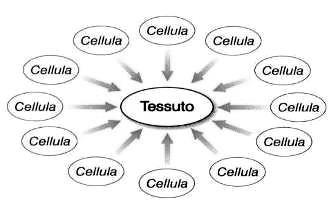 ISTODIFFERENZIAMENTO E la progressiva organizzazione delle varie popolazioni cellulari in tessuti diversi. T.