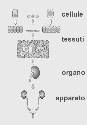 organizzazione dei