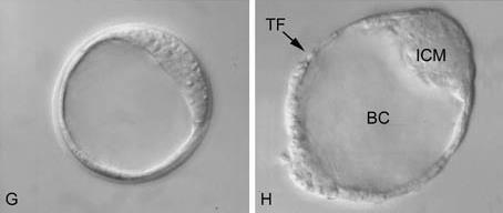 cellule F, stadio di blastocisti iniziale; G,