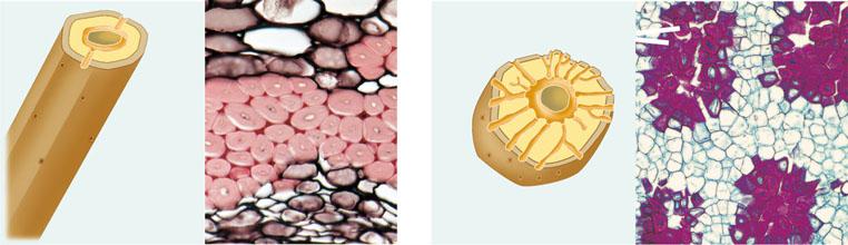 FIBRE - cellule sottili allungate, prive di spazi intercellulari, con parete di spessore variabile, spesso lignificata.