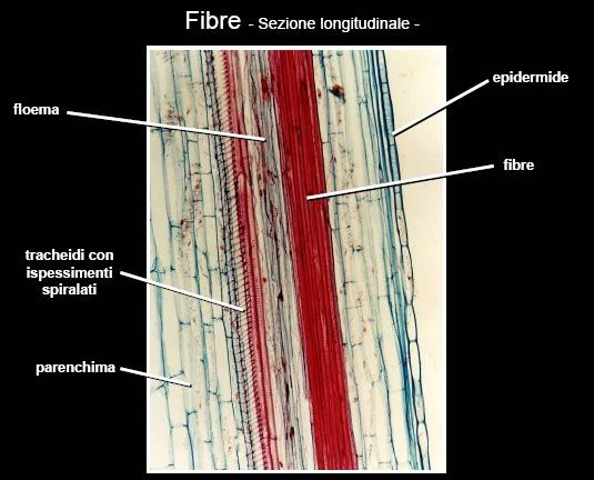 Le fibre sclerenchimatiche vengono spesso utilizzzate per la loro ricchezza in cellulosa strutturata in microfibrille e per la loro elasticità Vengono infatti estratte da