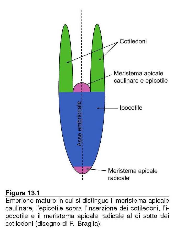 Il seme: struttura