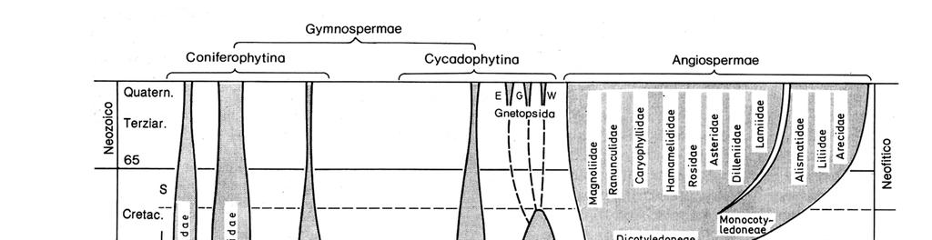 Rapporti Origine filogenetici