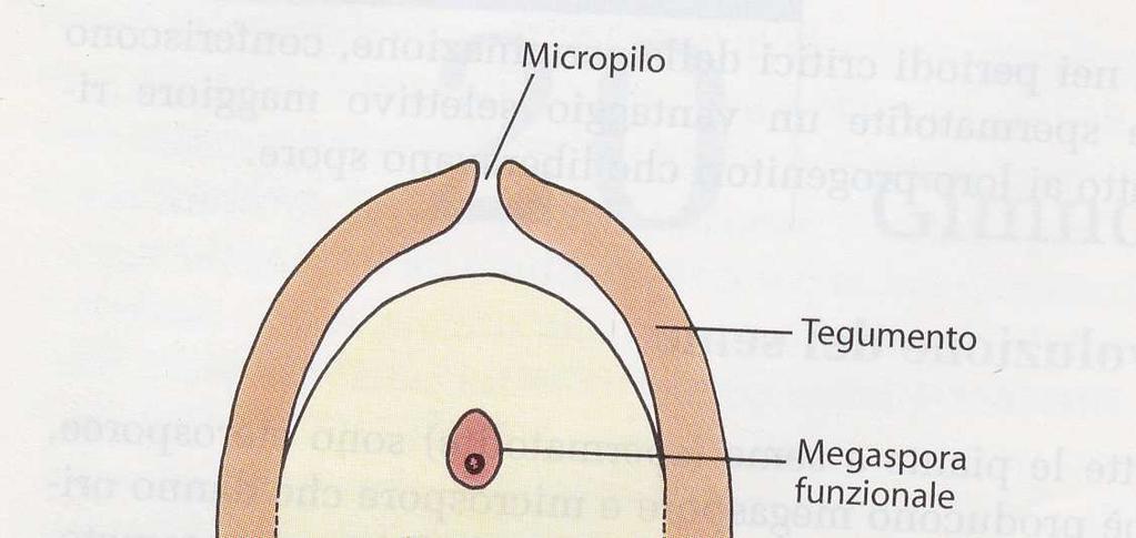 OVULO: macrosporangio (nucella)