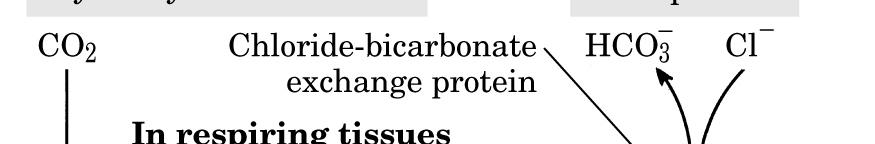 Scambiatore cloruro - bicarbonato della membrana dell eritrocita.