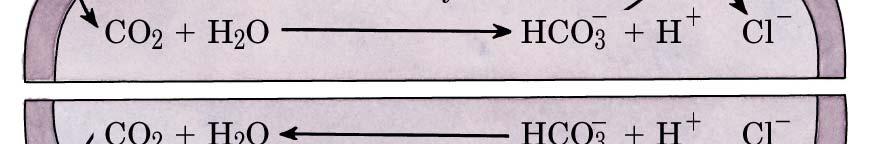 (membrana eritrocita) TESSUTI anidrasi carbonica anidrasi carbonica HCO 3- si