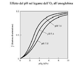 A livello polmonare: ph 7.6 con una pp di O 2 di 100mM di Hg A livello tissutale: ph 7.