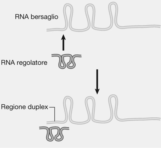 18. L RNA regolatore contiene materiale protetto da copyright, ad esclusivo uso personale; non è consentita diffusione ed