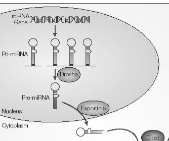 I mirna sono trascritti da RNAPol II come precursori piu lunghi (pri- mirna) con struttura a forcina, maturati nel nucleo a