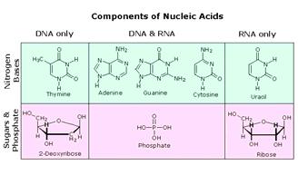 I Nucleotidi Hanno Tre Componenti Nucleotidi https://www2.chemistry.msu.