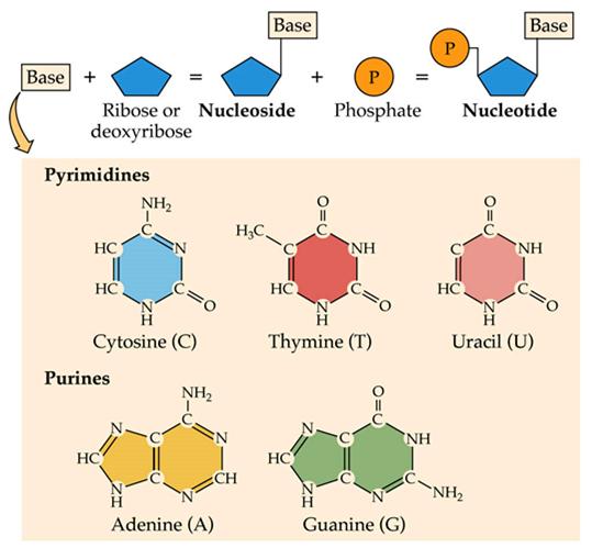 Desossirbosio Un Nucleotide è una molecola costituita da un composto ad anello contenente azoto (N)