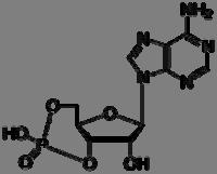 AMP ciclico (camp) L'adenosina monofosfato ciclico (AMP ciclico o camp) è un metabolita delle cellule prodotto grazie all'enzima adenilato ciclasi a partire dall'atp.