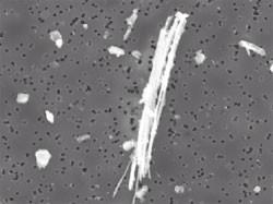 Il Rischio Fibra di amianto al microscopio L'amianto è costituito da fibre che hanno la caratteristica di dividersi longitudinalmente, per cui mantiene questo suo aspetto fino alla