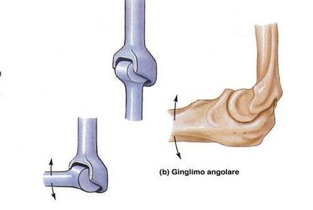 GINGLIMI Nei ginglimi i capi articolari hanno la forma di due cilindri, uno cavo e l altro pieno.