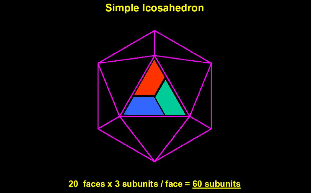 Simmetria Icosaedrica Gli involucri più semplici sono formati da 60 protomeri, tre per faccia, ognuno posto ad uno dei vertici.