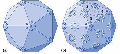 Simmetria Icosaedrica La maggior parte degli altri virus con capside a simmetria icosaedrica hanno più di 60 protomeri Numero di triangolazione (T). Numero di triangoli inscritti per faccia.