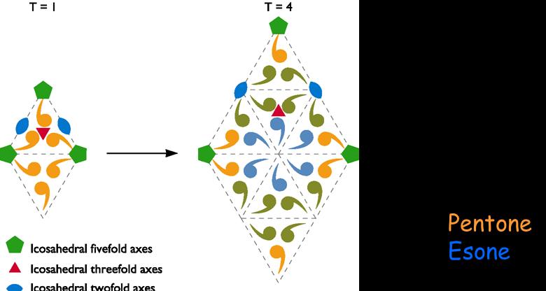 Simmetria Icosaedrica Principio di semi-equivalenza: quando la stessa unità strutturale o protomero si