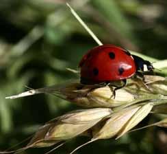 Progetti di educazione ambientale 35 LA QUALITÀ ambientale LA QUALITÀ ambientale Laboratorio IL PICCOLO CHIMICO NEL PARCO Scuola primaria (secondo ciclo) Scuola secondaria di 1 e 2 grado Gli studenti