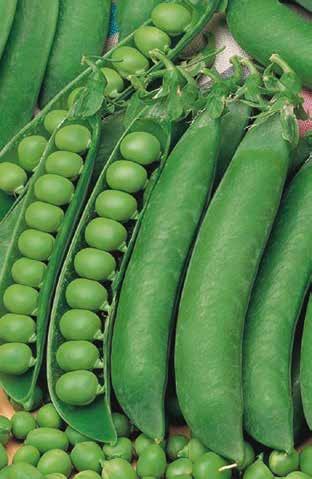 BACCELLO: 2 per nodo, dritto, molto uniforme, pieno, di colore verde medio, lungo 10-12cm. Contiene 10-11 semi mediamente grossi, teneri e dolci.