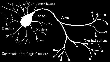 Biological Neurons Each consists of : SOMA,
