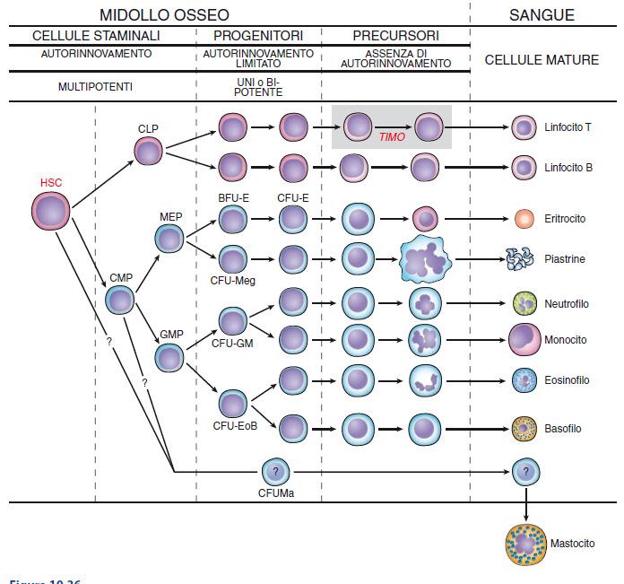 Dai progenitori unipotenti hanno origine le cellule precursori Cellule indirizzate ad uno specifico differenziamento, i