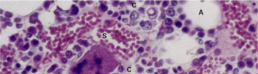 EMOPOIESI il microambiente Microambiente Cellule non emopoietiche fibroblasti adipociti osteoblasti cellule