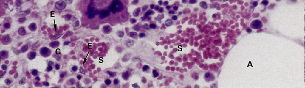 -prodotti da differenti tipi cellulari Il microambiente regola la proliferazione e il differenziamento -ogni