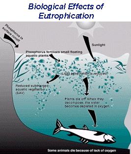 Bloom fitoplanctonico Radiazione luminosa Riduzione radiazione luminosa Riduzione della vegetazione acquatica sommersa