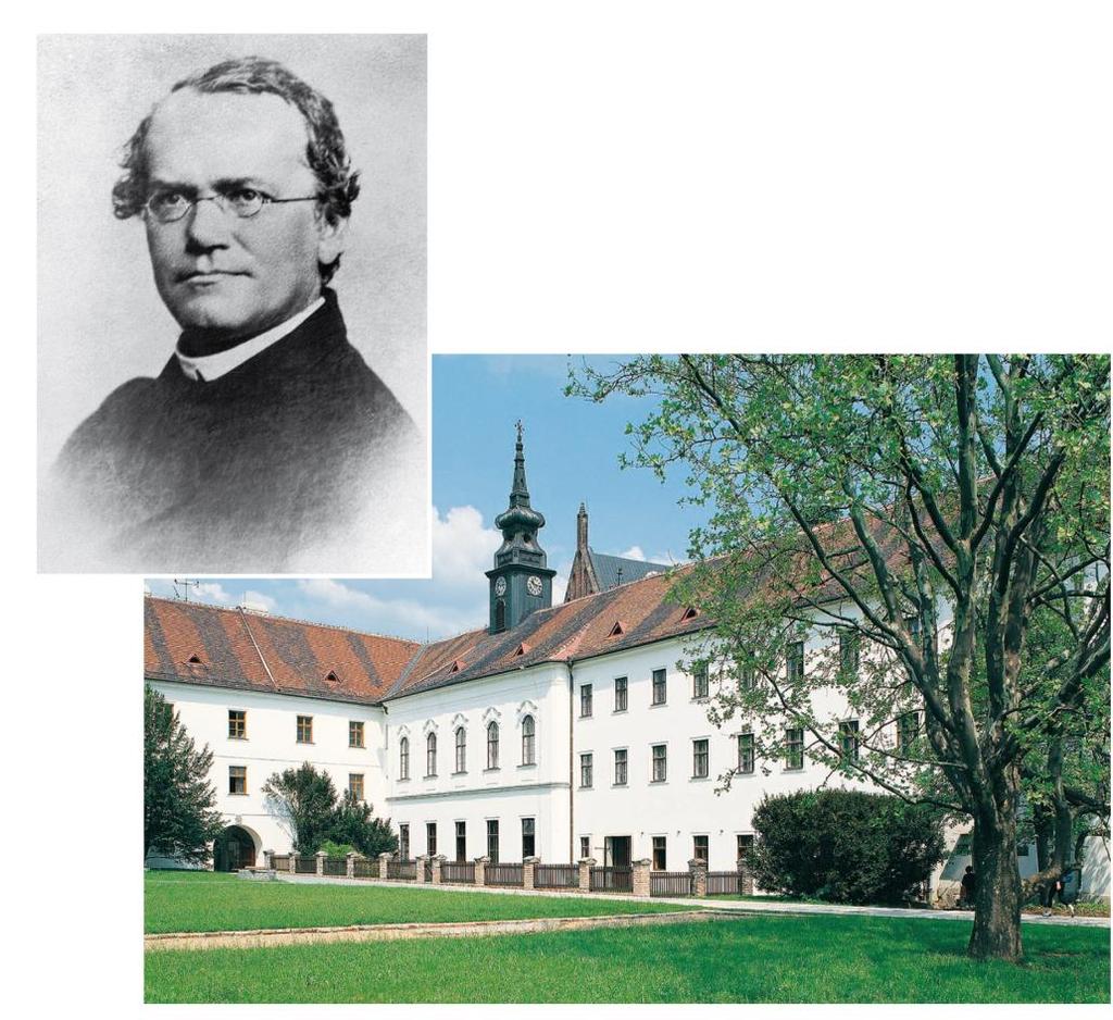 Mendel, il padre della genetica Gregor Mendel (1822-1894) era un monaco e naturalista