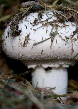 GOURMET Spezie dei funghi Hifas da Terra s