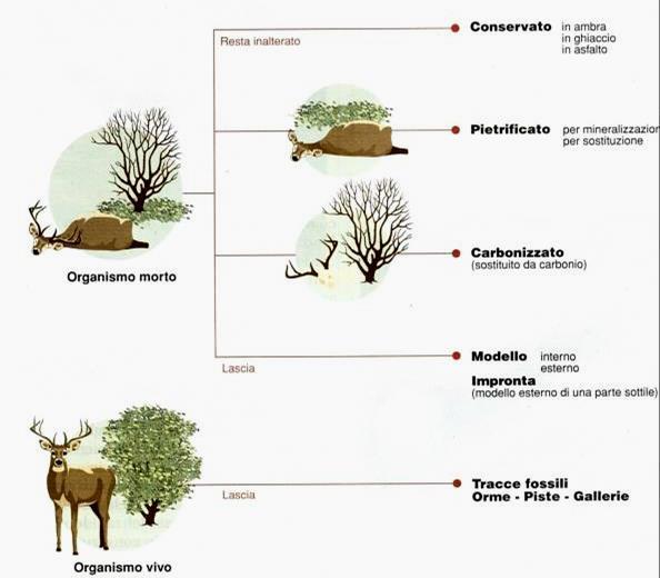 Tipi di fossilizzazione bioturbazioni