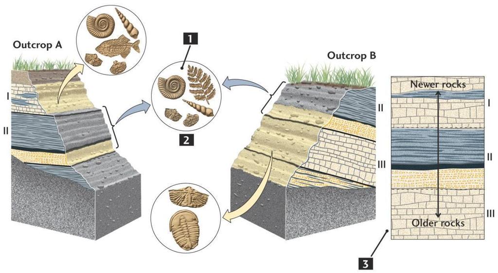 Correlazione attraverso le faune? Formazione (roccia) con lo stesso contenuto di fossili.