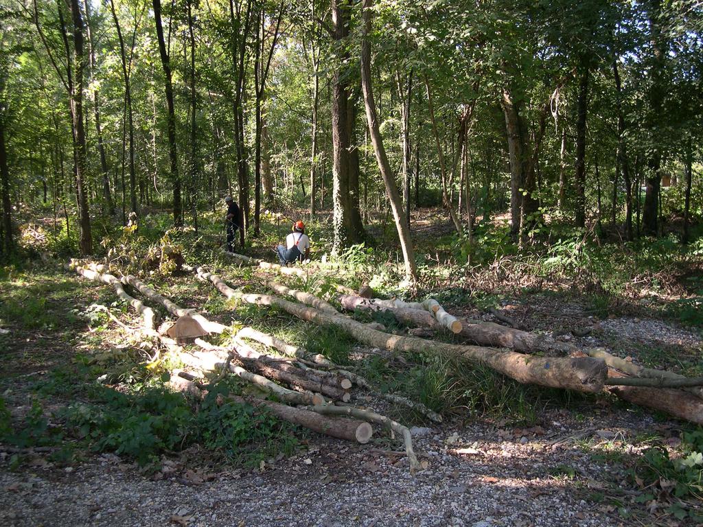 Foto 3: fase di concentramento con verricello Purtroppo l esecuzione degli interventi ha dovuto interrompersi per il furto di una parte rilevante delle attrezzature forestali (in particolare